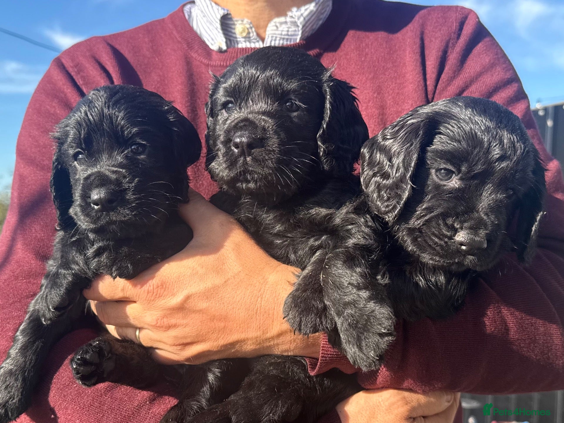 Cocker Spaniel dogs Stunning KC working cockers exceptional parents - Advert 1