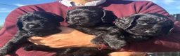 Cocker Spaniel dogs for sale: Stunning KC working cockers exceptional parents - Advert 1