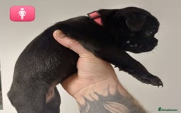 Mixed Breed dogs for sale: British Bulldog, Staffy Cross Pups - Advert 14