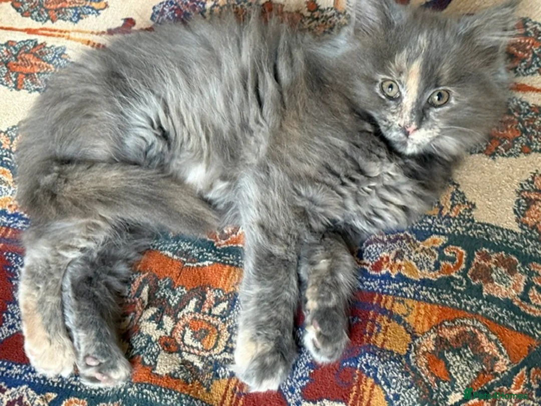 Maine Coon cats for sale: PURE BREED MAINE COON KITTENS - Advert 9