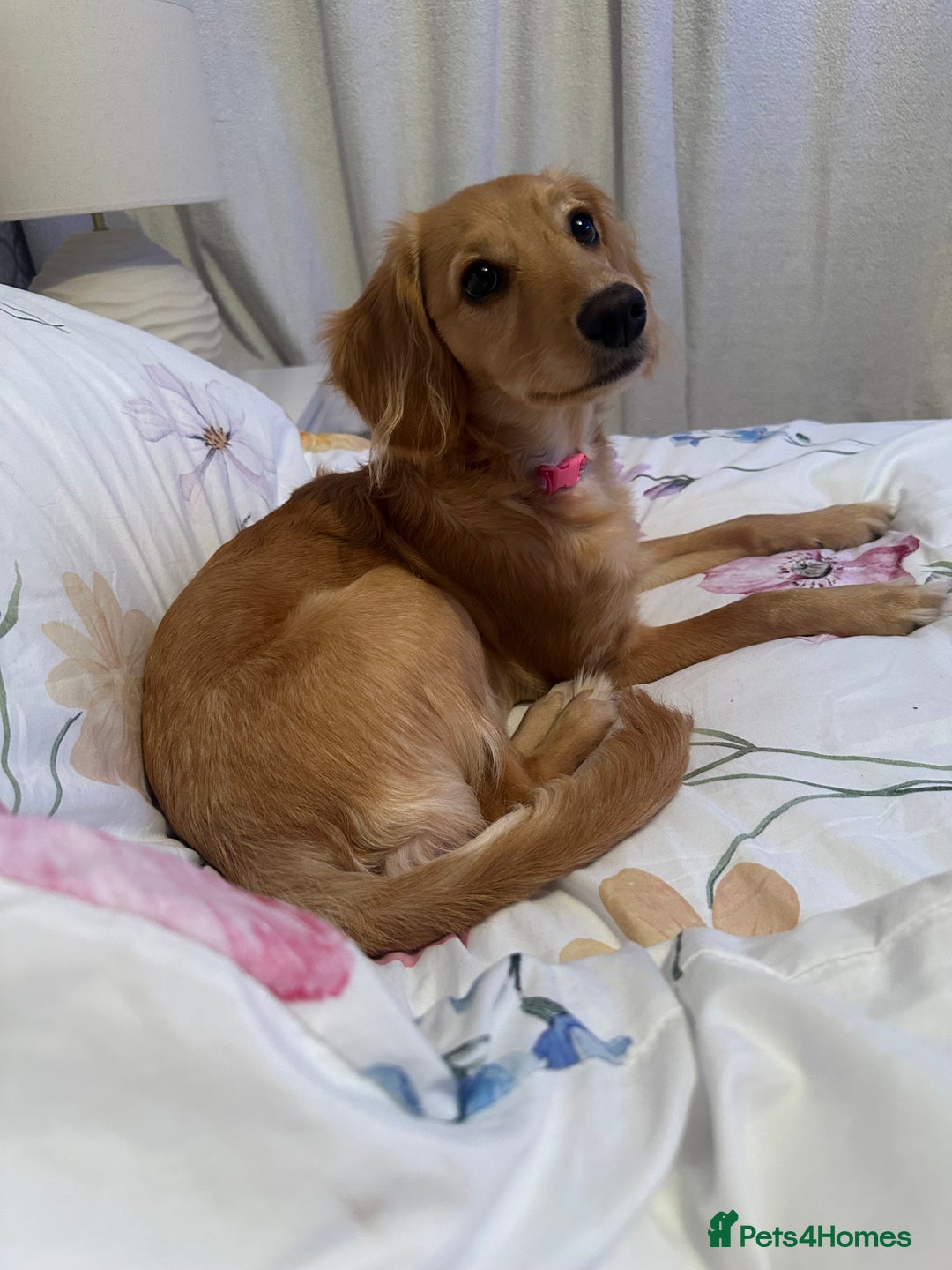 Cavapoo dogs for sale: Beautiful poodle cross Cavalier - Advert 1