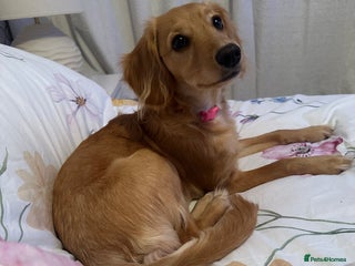 Cavapoo dogs Beautiful poodle cross Cavalier - Advert 1