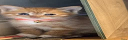 Mixed Breed cats for sale: 2 little kittens left. - Advert 4