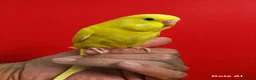 Budgerigars birds for sale: Super silly hand tamed baby budgie - Advert 3
