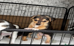 Jack Russell dogs for sale: Jack Russell’s looking for forever homes - Image 4