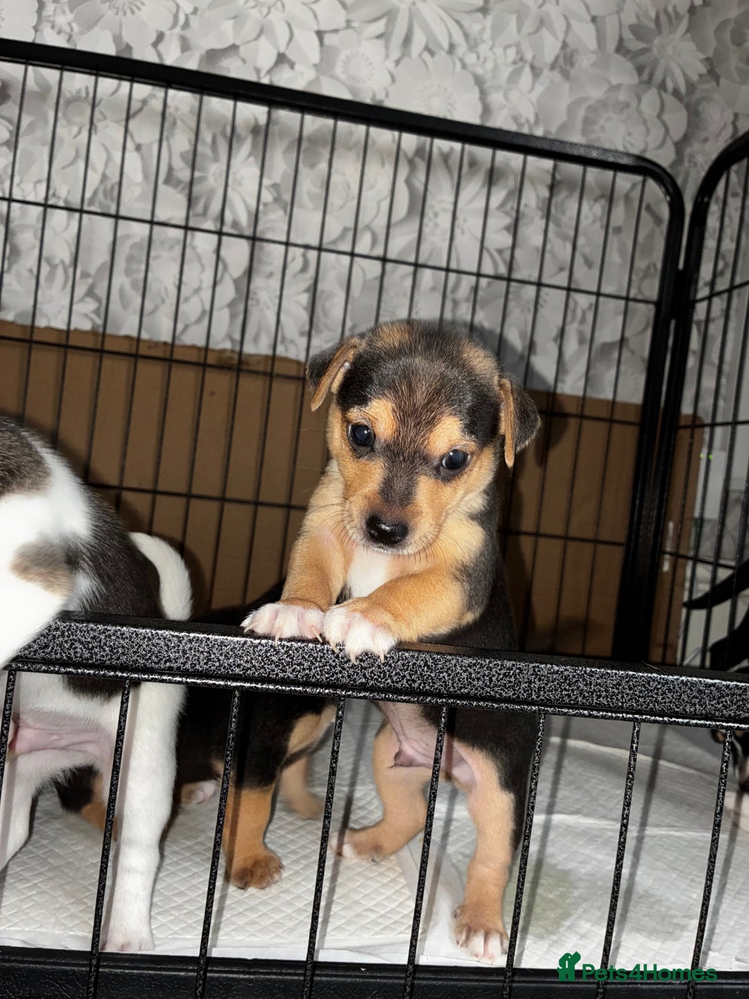 Jack Russell dogs for sale: Jack Russell’s looking for forever homes - Image 4