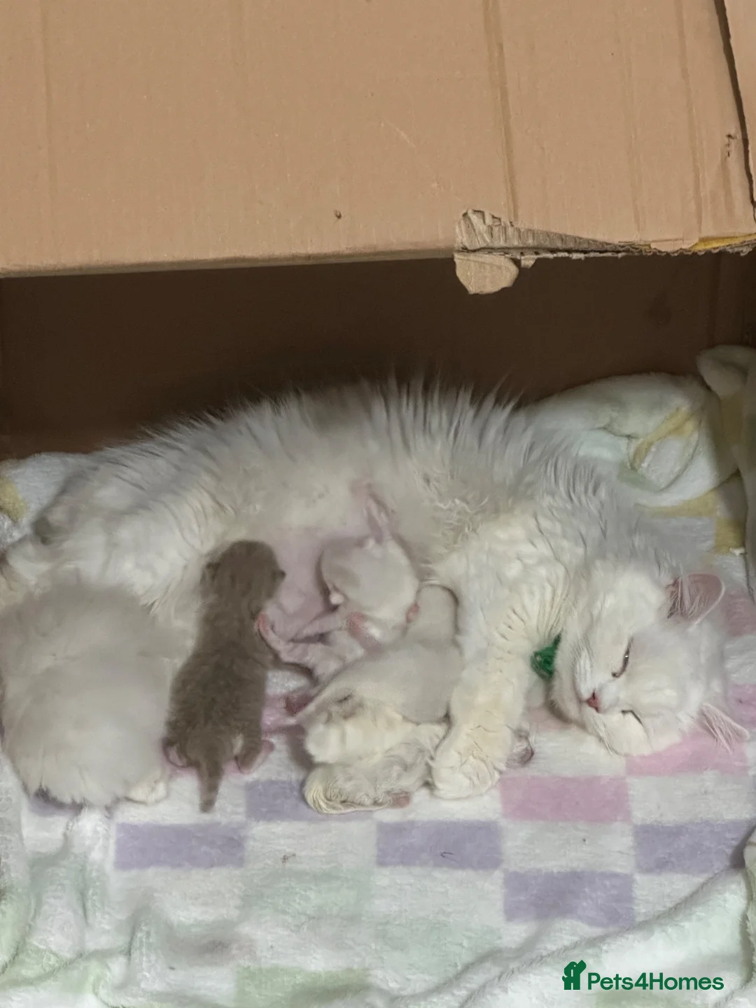 Persian cats for sale: Pure Persian  - Advert 1
