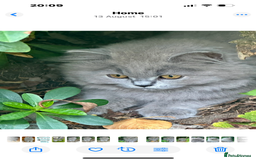 British Shorthair cats for sale: REDUCED - Image 5