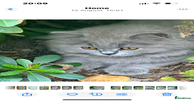 British Shorthair cats - Advert 4