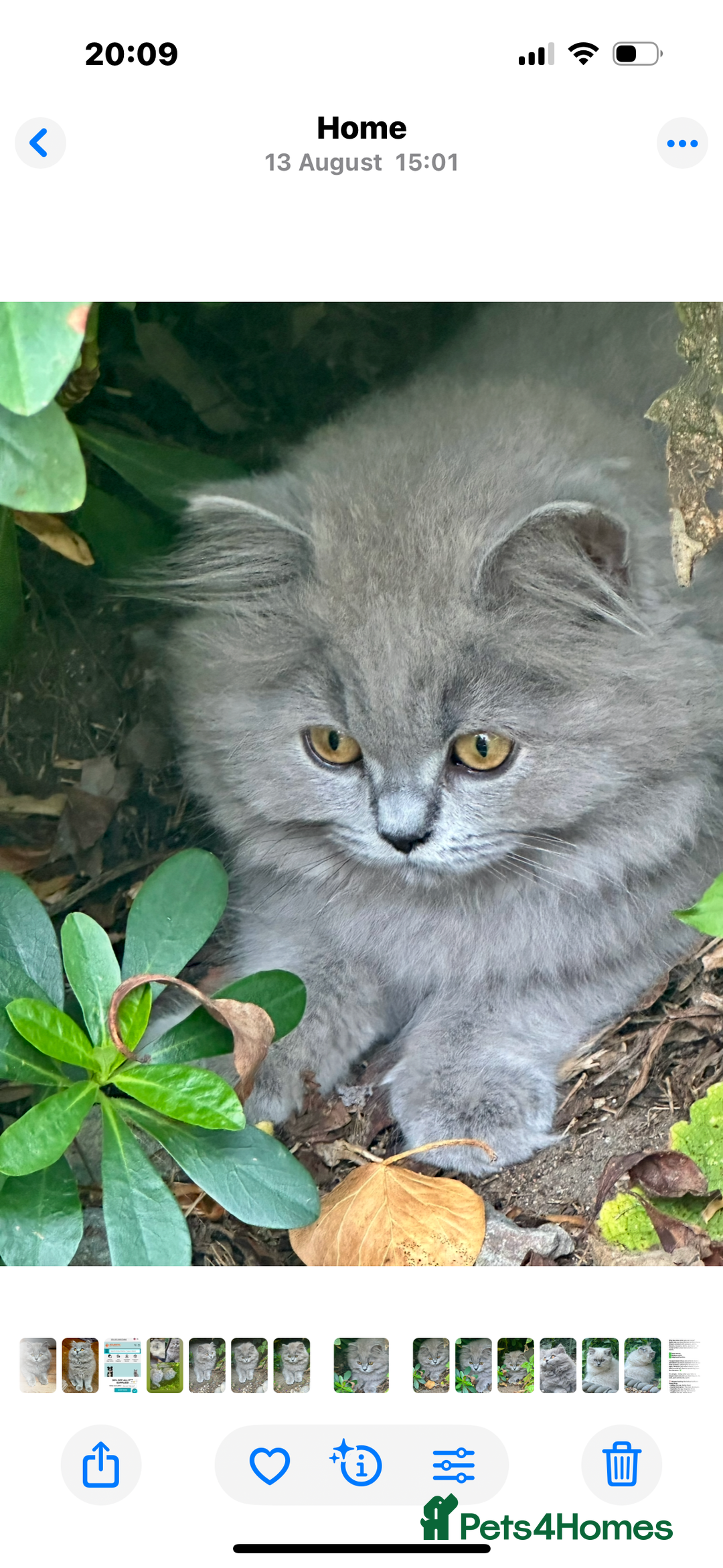 British Shorthair cats for sale: REDUCED - Image 5
