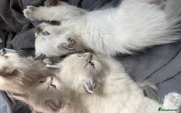 Ragdoll cats for sale: GCFF and FIFE Ragdoll Kittens. Champions line! - Image 4