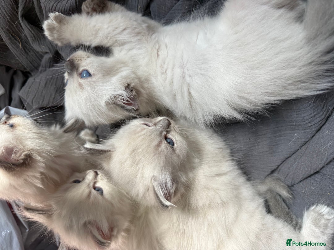 Ragdoll cats for sale: GCFF and FIFE Ragdoll Kittens. Champions line! - Image 4