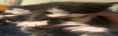 Sphynx 2