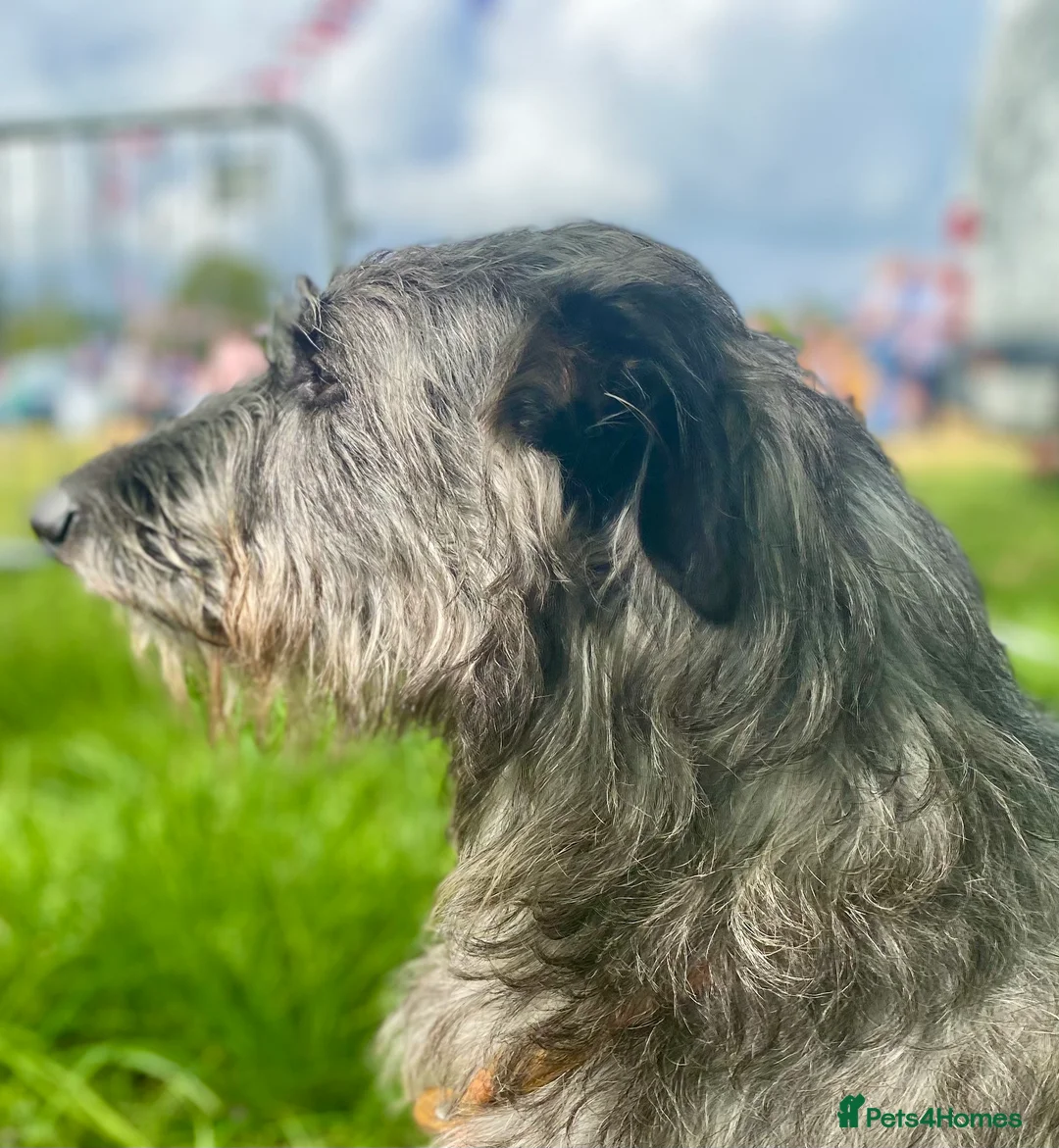 Deerhound dogs for stud: Scottish Deerhound with awards - Advert 7