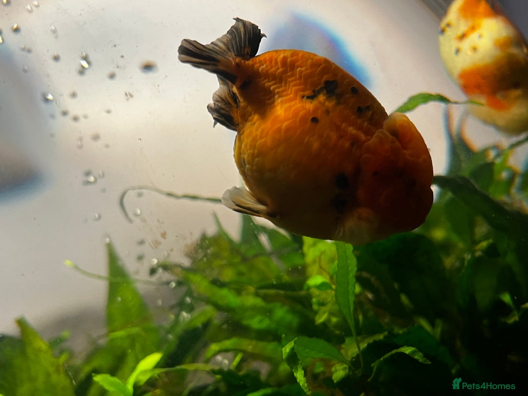 Fancy Goldfish fish for sale: Two lovely little male Ranchu fancy goldfish - Advert 8