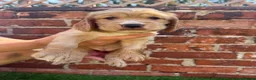 Cocker Spaniel dogs for sale: 🌟🌟🌟Beautiful English Gold Show Cocker Spaniel  - Advert 18