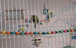 Budgerigars birds for sale: 3 Budgies - Image 3
