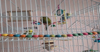 Budgerigars birds - Advert 7