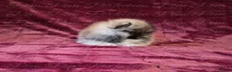 Pomeranian dogs for sale: Ultra Teddy Bear Pomeranian Puppies - Advert 10