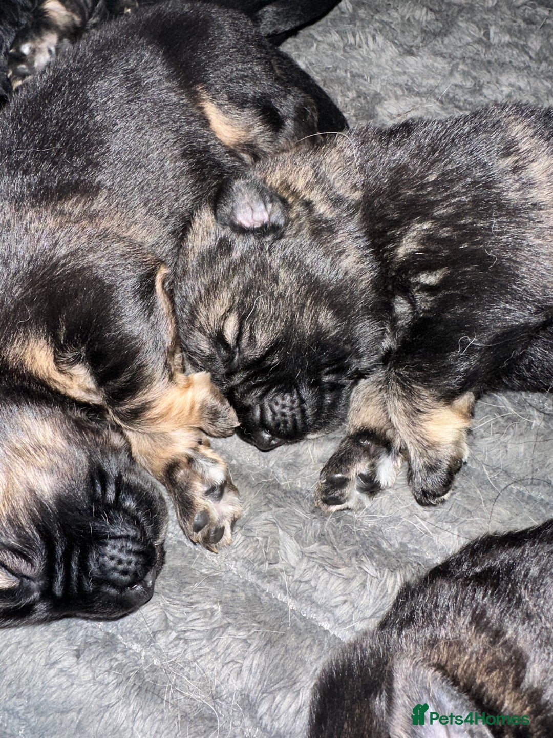 German Shepherd dogs for sale: 8 BEAUTIFUL GERMAN SHEPARD PUPPIES  - Advert 5