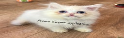 Munchkin cats for sale: Exceptional Quality & Extremely Rare Silver Minuet - Advert 20