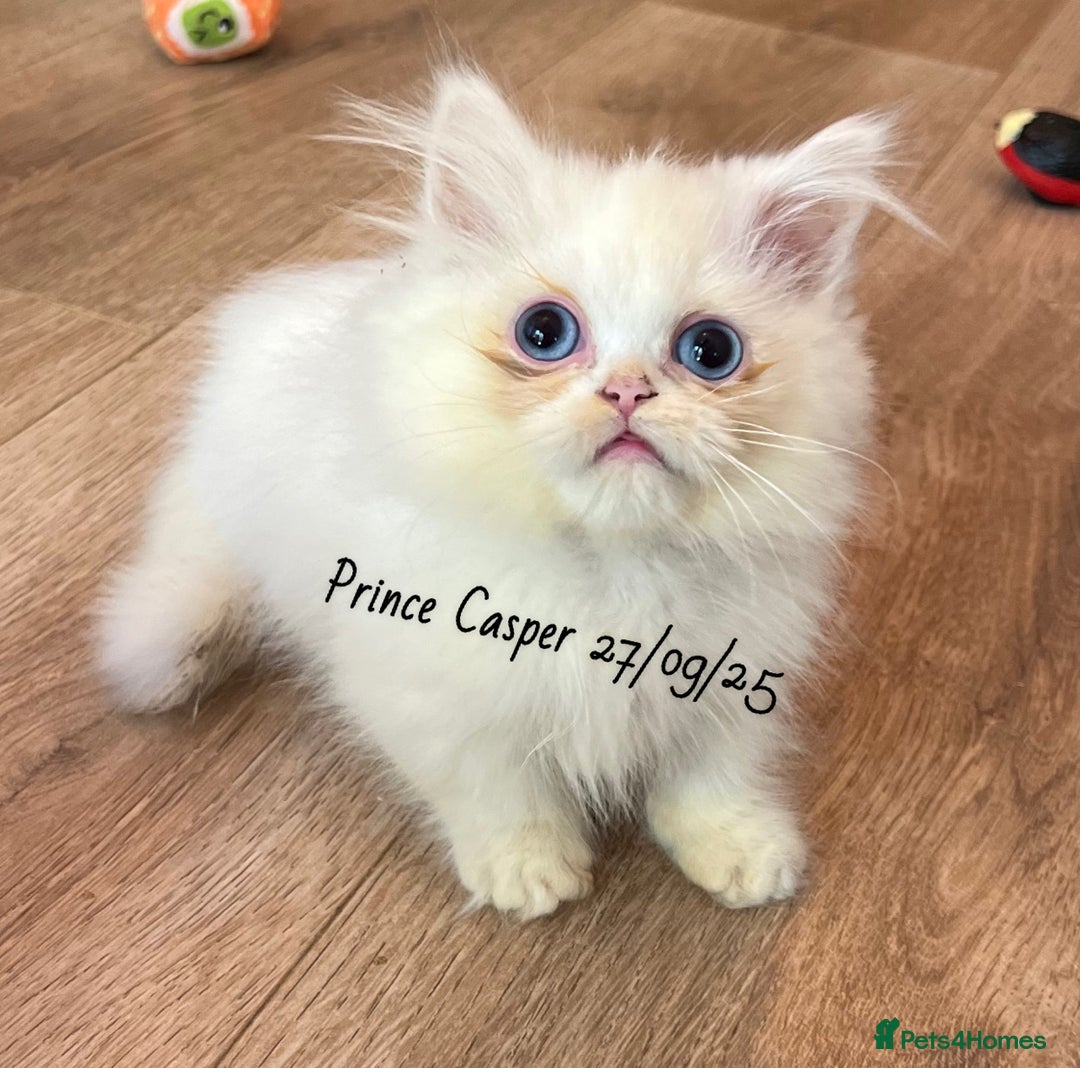 Munchkin cats for sale: Exceptional Quality & Extremely Rare Silver Minuet - Image 20