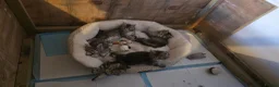 Maine Coon cats for sale: 3 beautiful maincoon kittens  - Advert 19