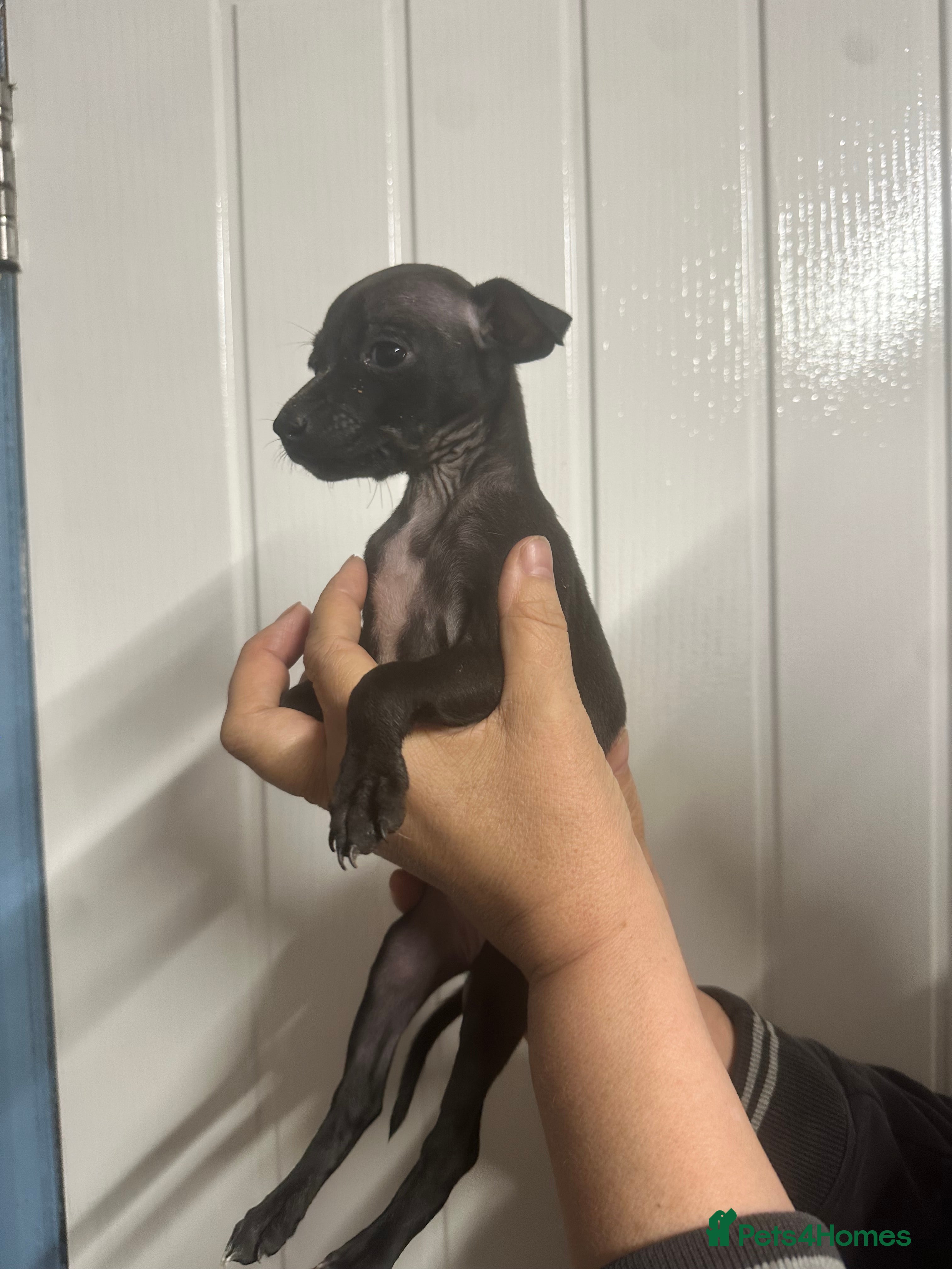 Italian Greyhound dogs Italian greyhound puppies  - Advert 2