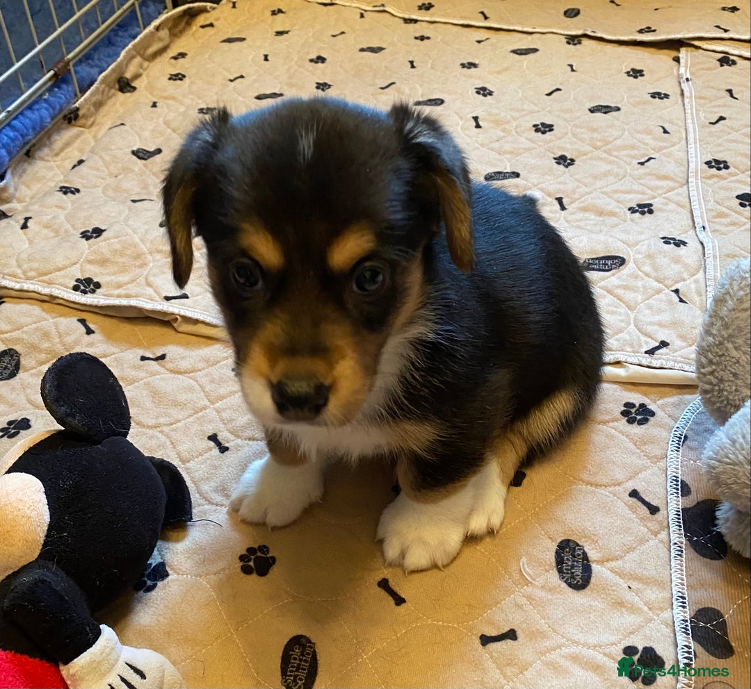 Welsh Corgi Cardigan dogs for sale: Welsh Cardigan Corgis by 5 ⭐️ Licensed Breeder - Advert 31