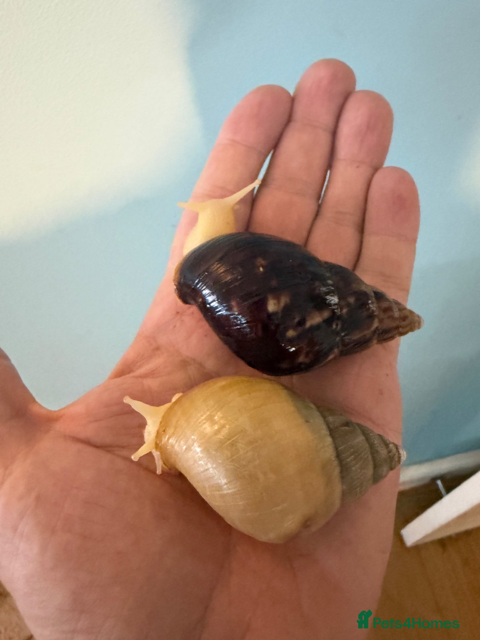 Snails invertebrates Giant African Land Snails - £7 each - Advert 6