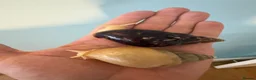 Snails invertebrates for sale: Giant African Land Snails for sale or trade - Advert 1