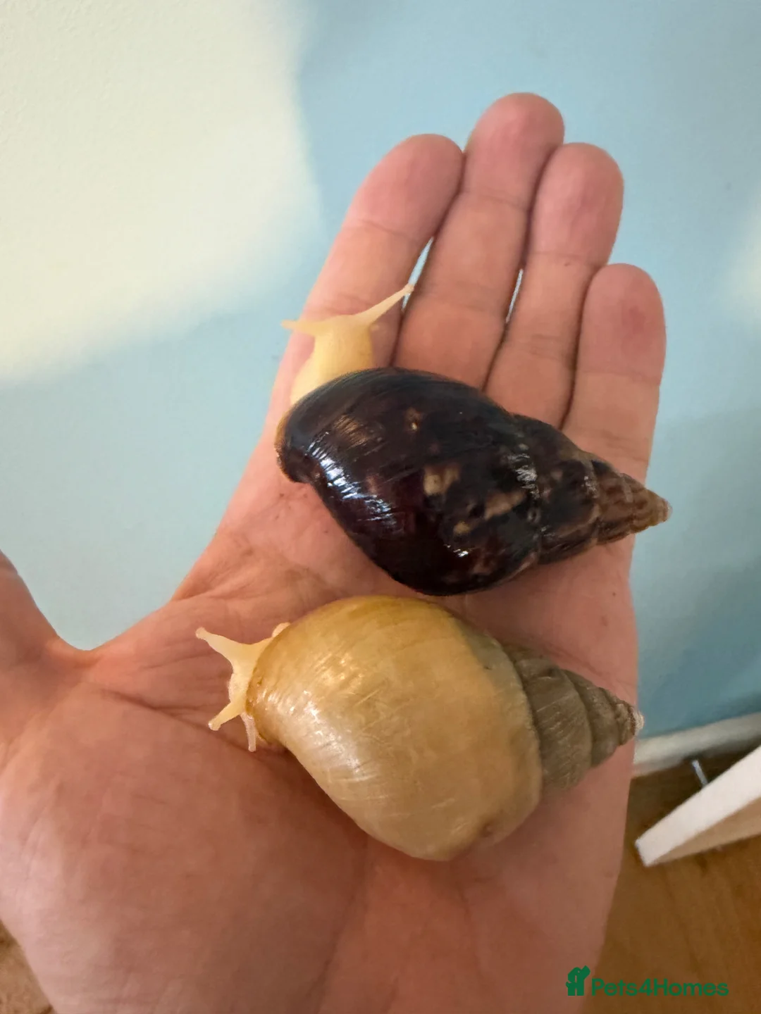 Snails invertebrates for sale: Giant African Land Snails for sale or trade - Advert 1