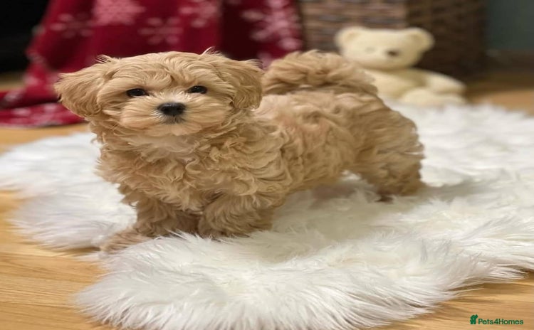 Maltipoo dogs - Advert 7