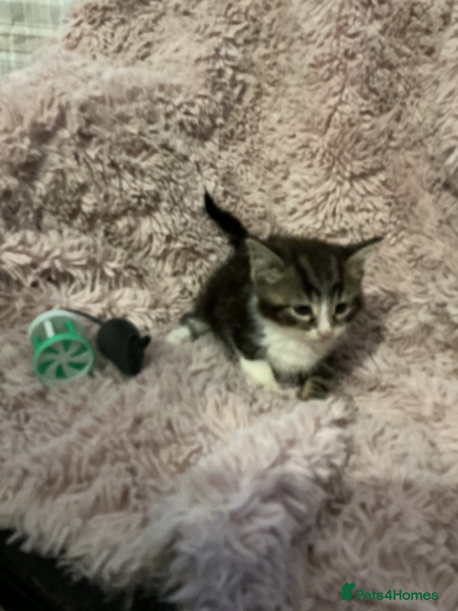 Bengal cats for sale: Beautiful kittens ready for 5* homes - Advert 8