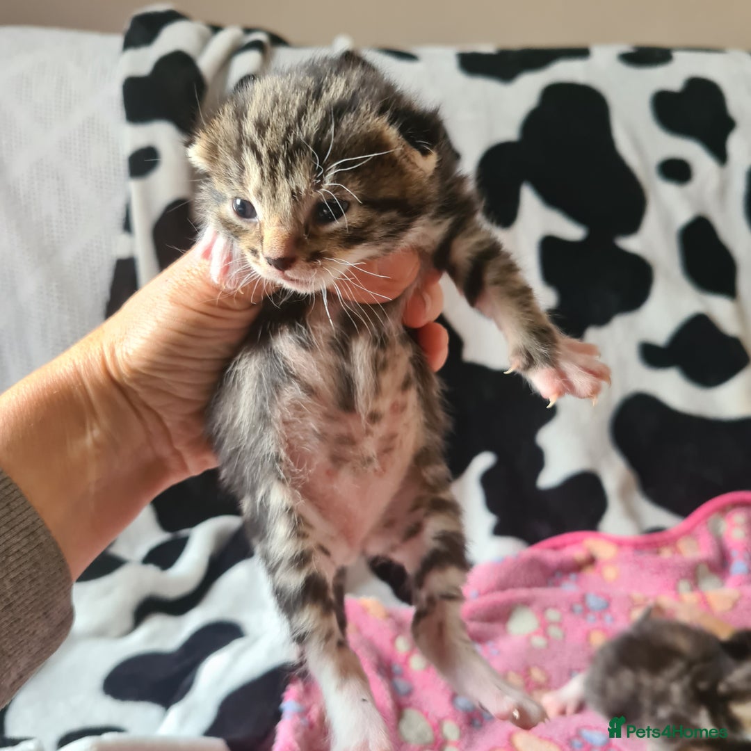 Mixed Breed cats for sale: really beautiful mixed litter - Image 15