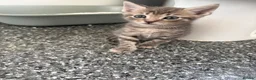 Mixed Breed cats for sale: 6 Hand-Reared Kittens Looking for Loving Homes - Advert 3