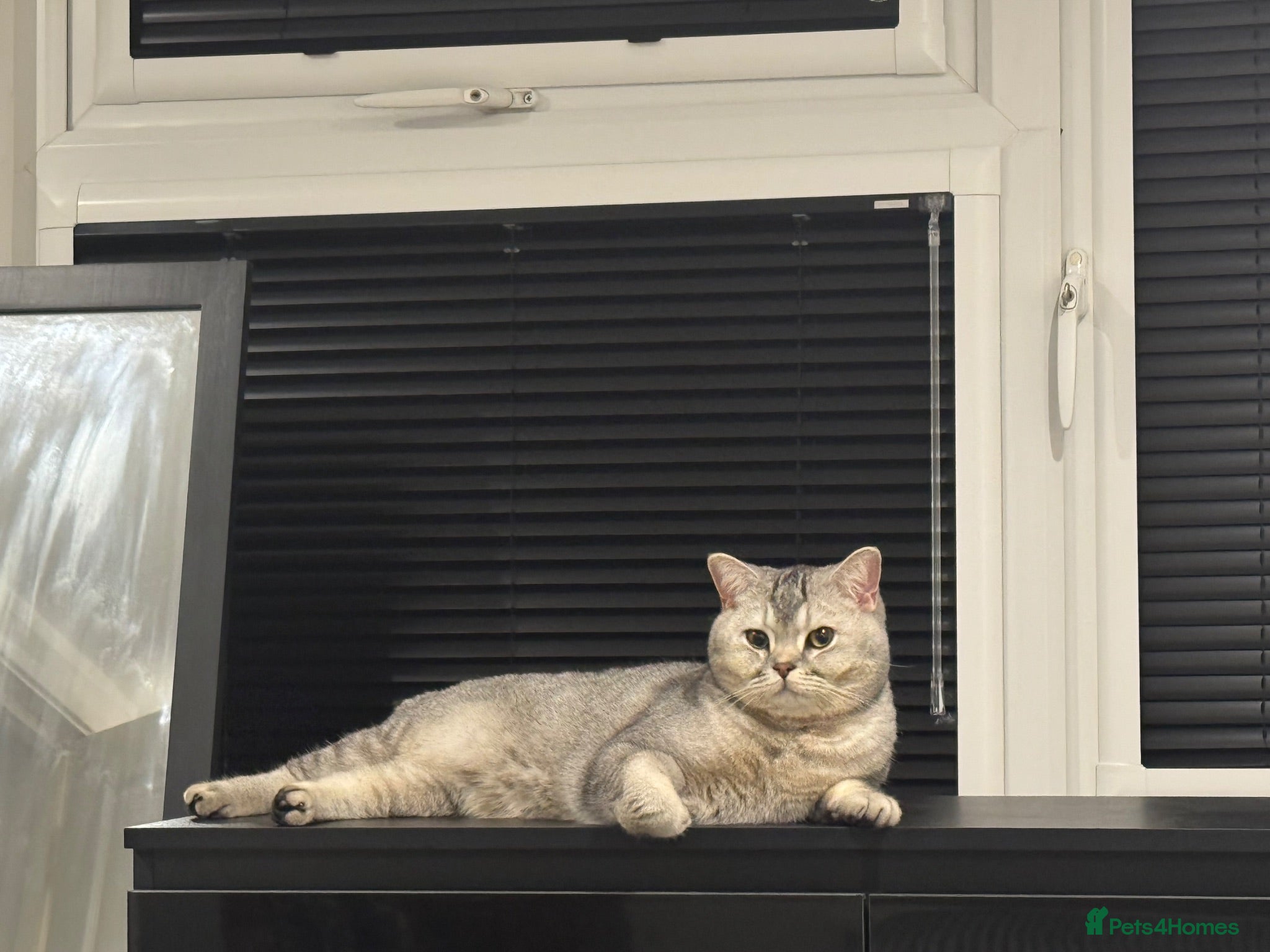 British Shorthair cats  Loving Home Wanted for Gizmo 🐾 - Advert 7