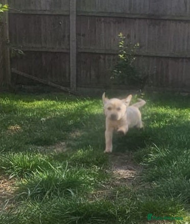 Labrador Retriever dogs Beautifull and Fit golden retrievier ready to go - Advert 5