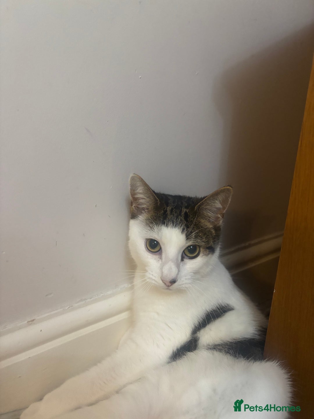 American Shorthair cats for sale: American short hair for sale  - Advert 3