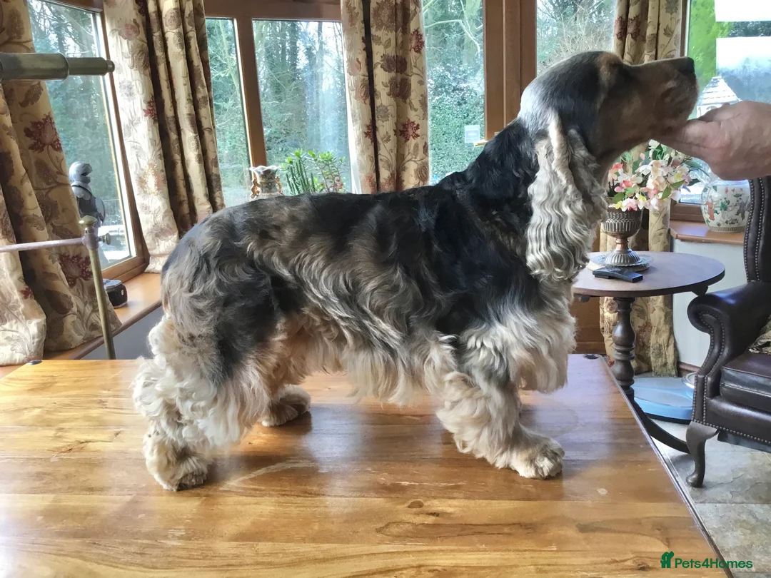 Cocker Spaniel dogs for stud: Stunning Sable, Show Cocker Stud,  Health Tested. in Market Drayton - Advert 3