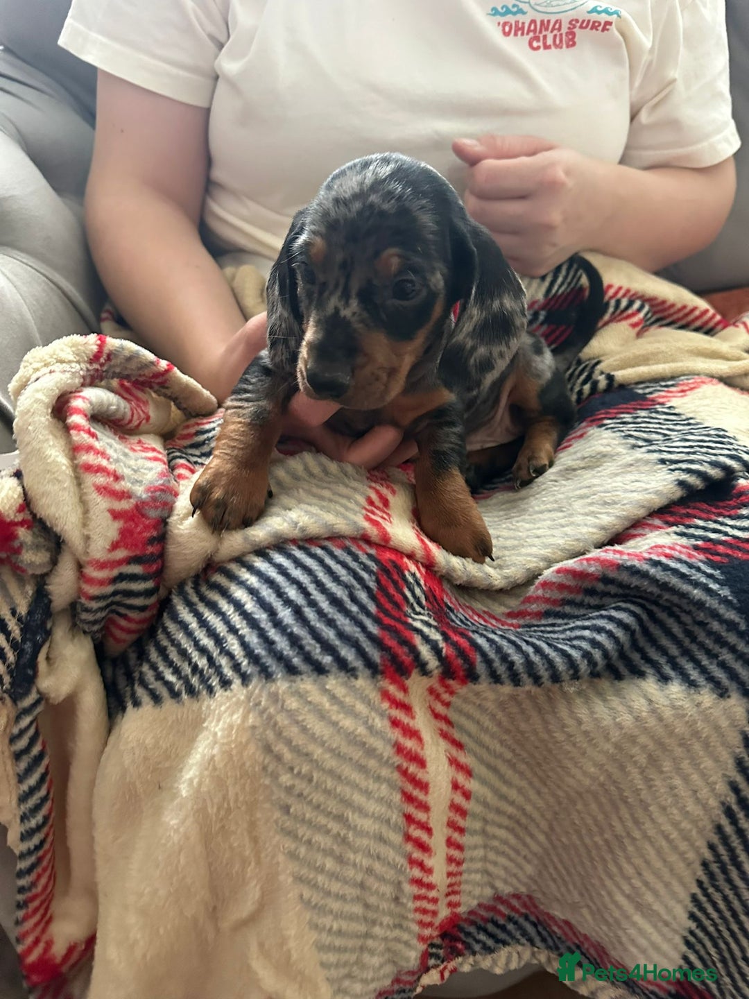 Miniature Dachshund dogs for sale: Miniature dachshund  - Image 12