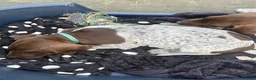 German Shorthaired Pointer dogs for sale: German shorthaired pointer ready to go  - Advert 11