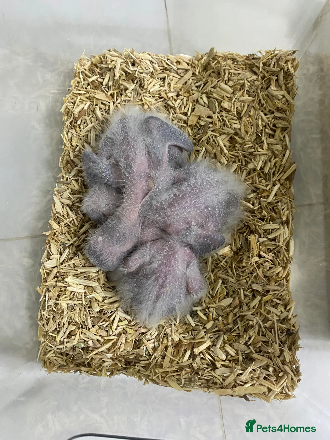 Parrots birds for sale:  Super cuddly baby African Greys  - Advert 2