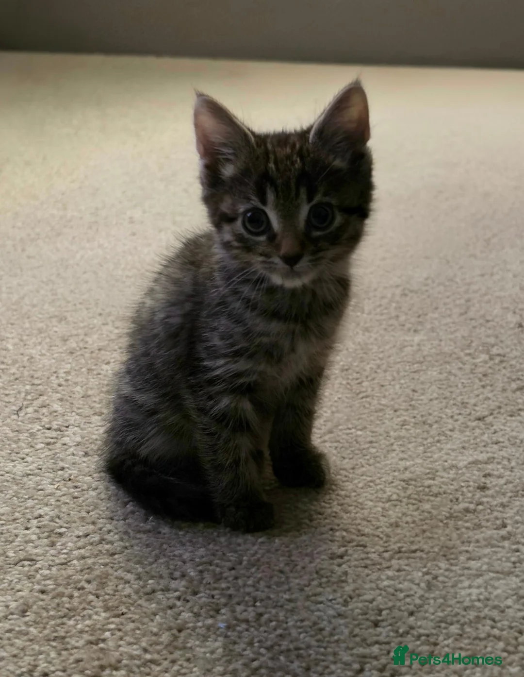 Mixed Breed cats for sale: Male kitten  - Advert 2