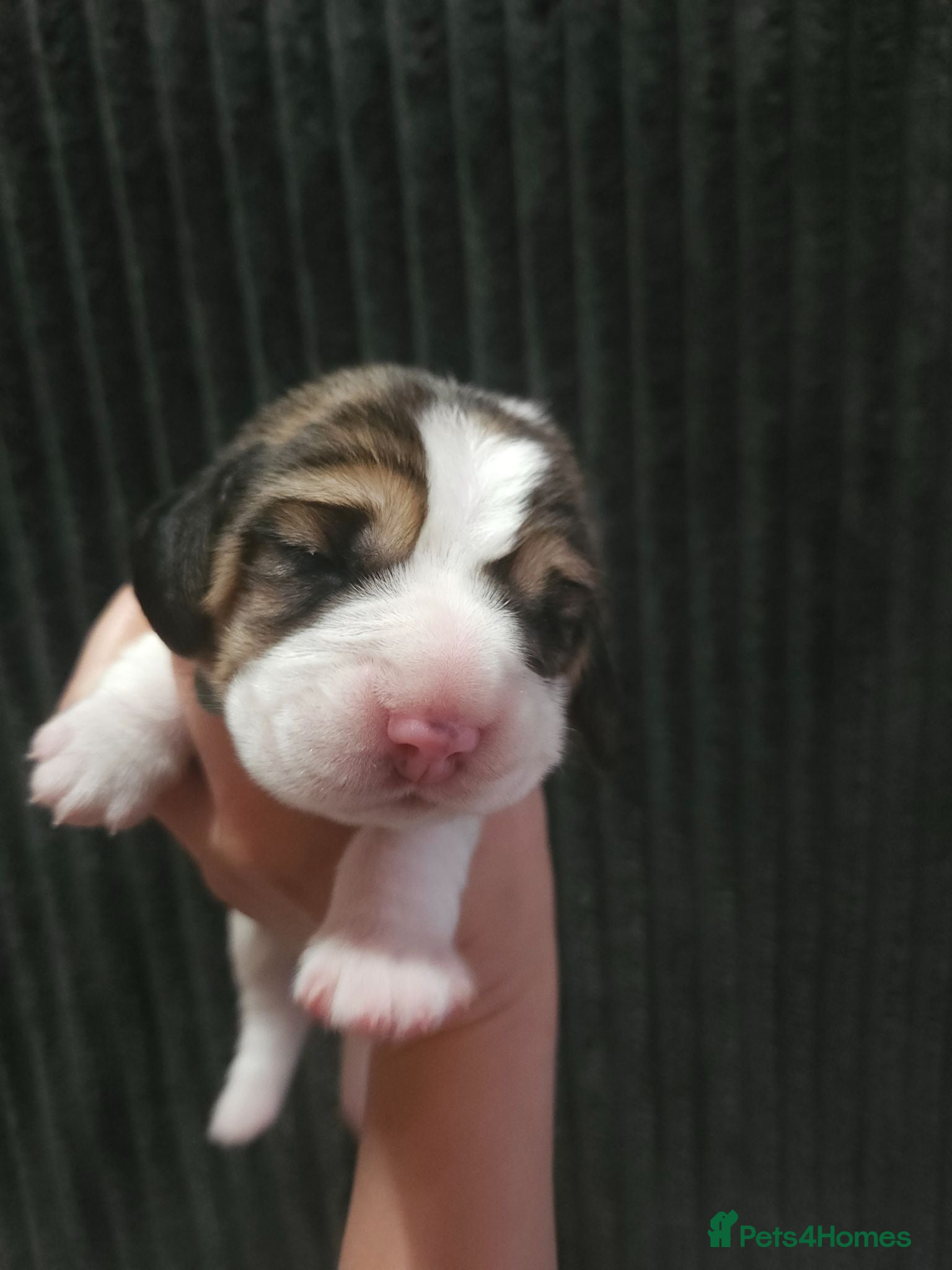 Beagle dogs KC Reg Beagle puppies Champions generation - Advert 7