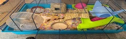 Hamster rodents for sale: Hamster and full set up  in Nottingham - Advert 2