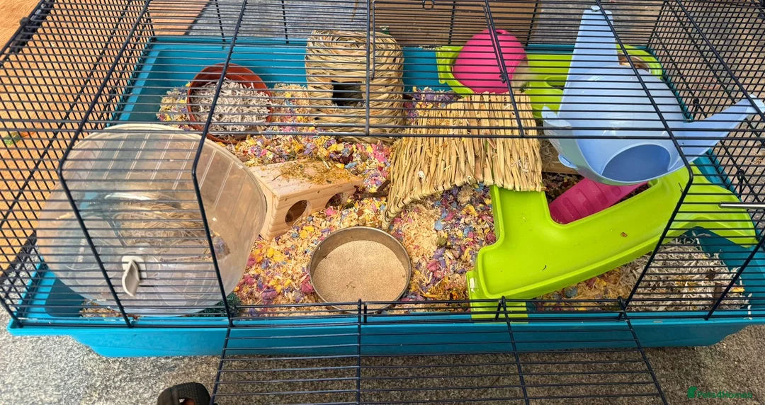 Hamster rodents for sale: Hamster and full set up  in Nottingham - Advert 2