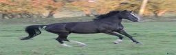 British Warmblood horses for sale: Beautiful black warmblood mare with golden temp in Maesteg - Advert 20