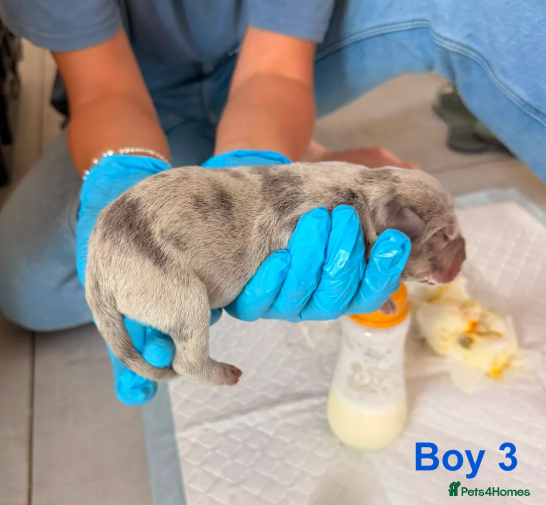 Cane Corso dogs for sale: Stunning Cane Corso Puppoies for Sale in Boston - Advert 2