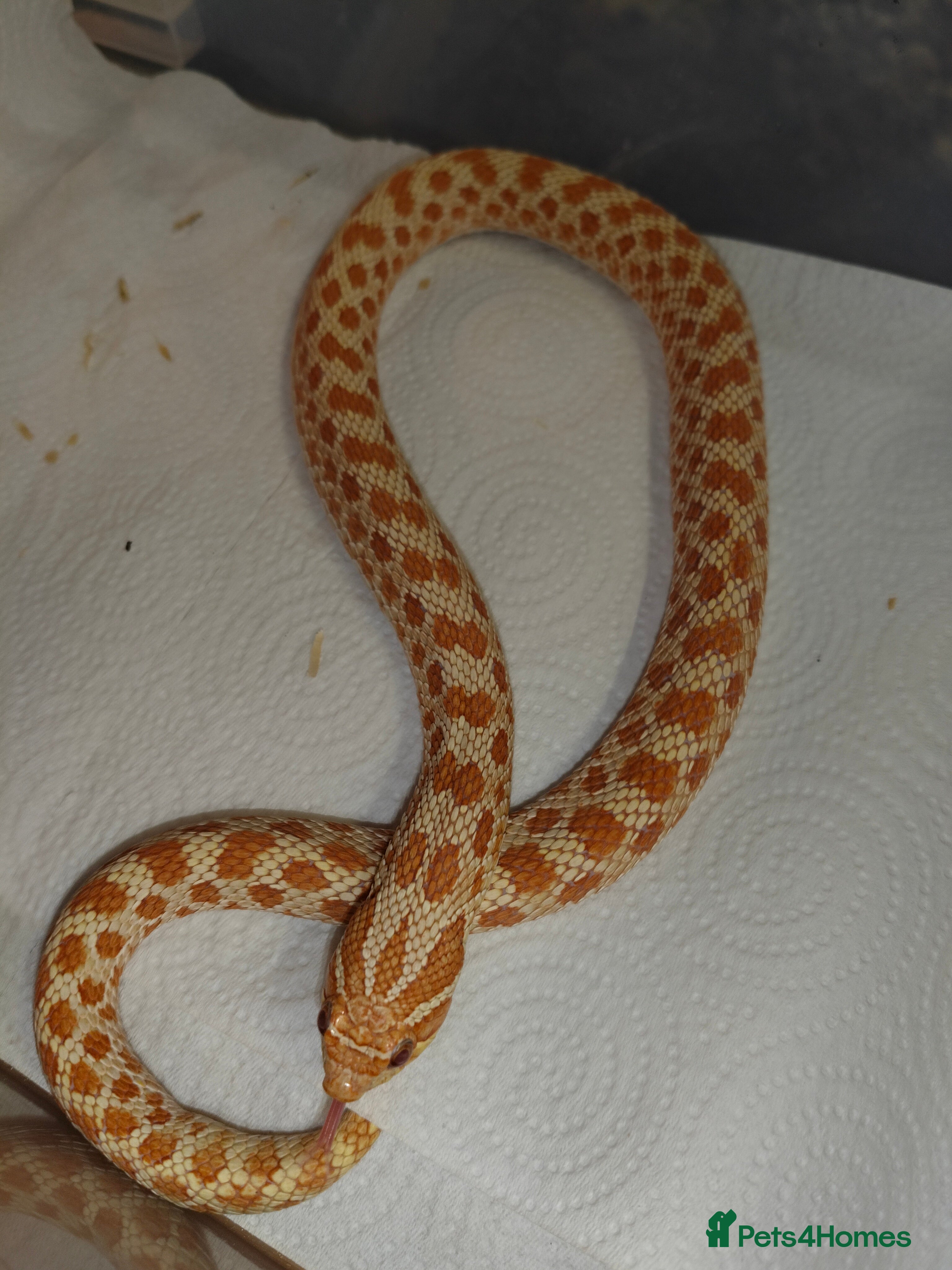 Snake reptiles Hognose Snake - Advert 3